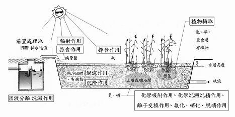 污水處理中磷的去除 人工濕地的應用與優點