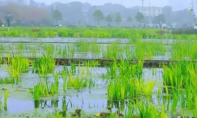 開福區將建生態污水處理廠 污水處理廠+人工濕地融合模式