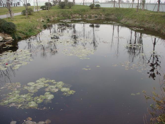 無錫城北污水廠人工濕地 自然的力量點亮生態綠洲