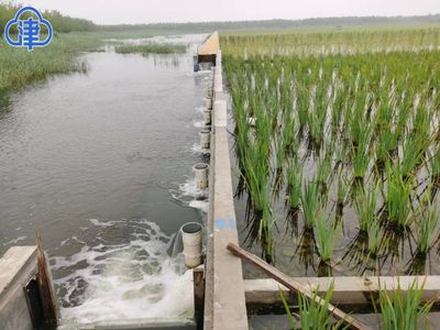 人工濕地助力水質提升 津南區補水7000萬立方米的生態實踐